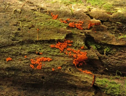 Hemitrichia clavata