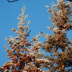 White-winged Crossbill thumbnail 4