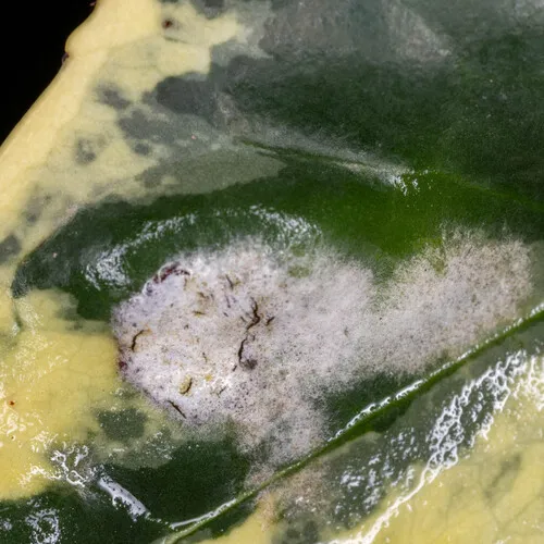 Spindletree powdery mildew