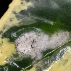 Spindletree powdery mildew thumbnail 1