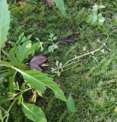 hemlock-parsley thumbnail 4
