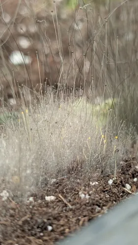 Phycomyces blakesleeanus