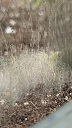 Phycomyces blakesleeanus thumbnail 1