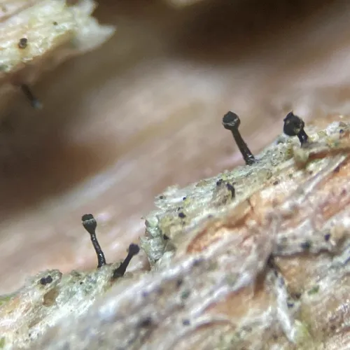 Yellow Collar Stubble Lichen
