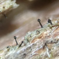 Yellow Collar Stubble Lichen thumbnail 1