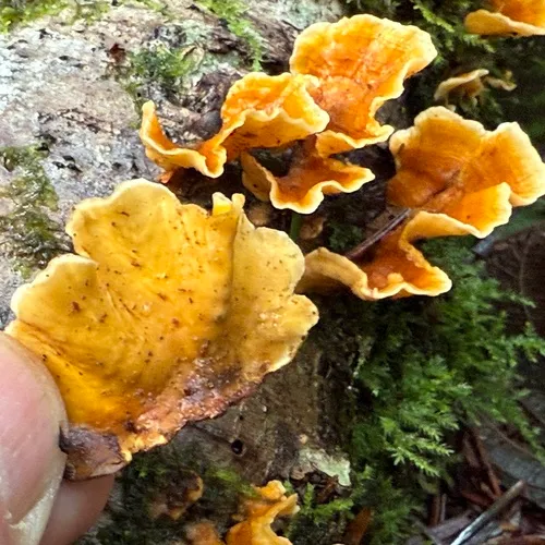 Stereum versicolor