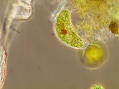 Cystodinium cornifax thumbnail 2