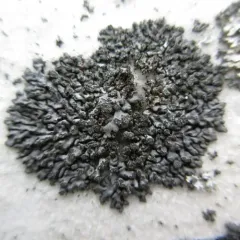 Mealy Shadow Lichen thumbnail 2