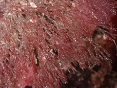 Griffithsia pacifica thumbnail 2
