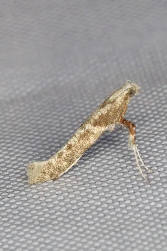 Caloptilia paradoxum