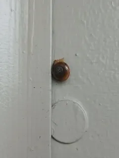 Garlic Snail thumbnail 4