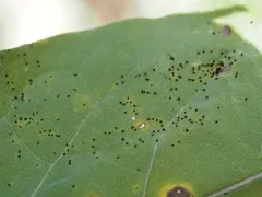 Puccinia balsamorhizae thumbnail 3