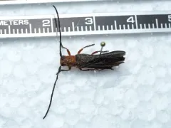 Sassafras Borer thumbnail 1