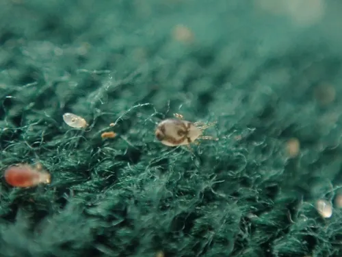 Northern Fowl Mite