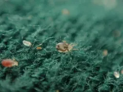 Northern Fowl Mite thumbnail 1