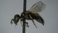 Belomicrus forbesii thumbnail 2