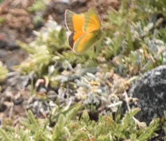 Mead's Sulphur thumbnail 2
