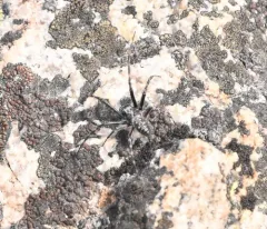 Rock Orbweaver thumbnail 4