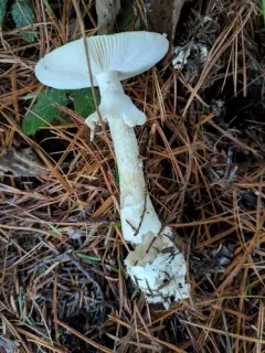 Breckon's False-Ring Amanita thumbnail 2