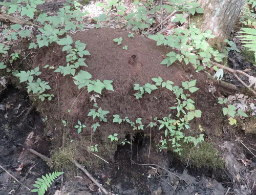 Mound-building Swamp Ant