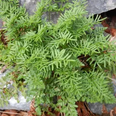 American parsley fern thumbnail 2
