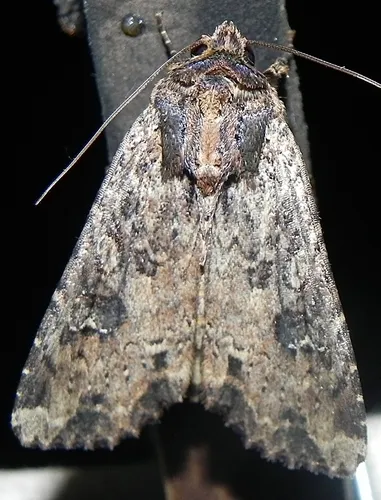 Rice Worm Moth