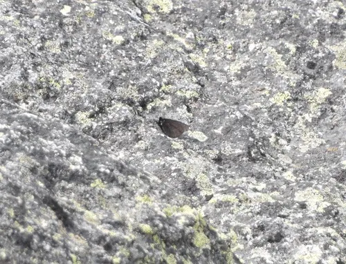 Magdalena Alpine