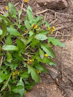 Rocky Mountain Yellowcress thumbnail 2