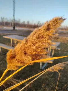 Bushgrass thumbnail 2