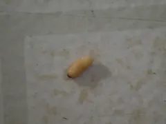 Pecan weevil thumbnail 1
