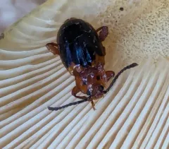Black-backed Handsome Fungus Beetle thumbnail 2