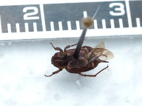 Valgus canaliculatus