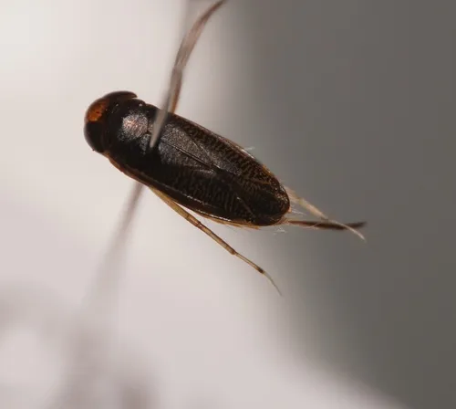 Sigara washingtonensis
