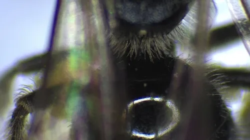 Misbehaved Sweat Bee