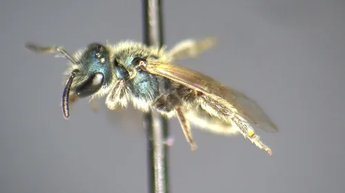 Sedum Sweat Bee