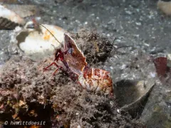 Spirontocaris lamellicornis thumbnail 3