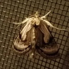 Formosa Looper Moth thumbnail 1