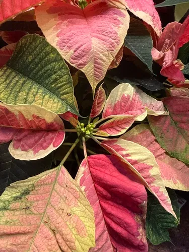 Poinsettia