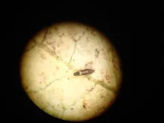 Greenhouse Thrips thumbnail 4