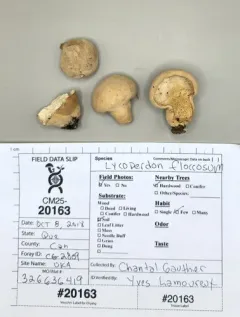 Lycoperdon floccosum thumbnail 4