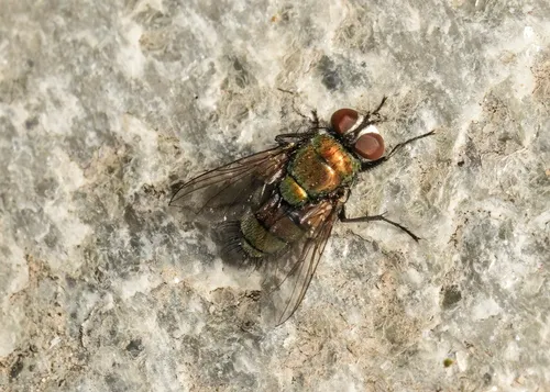 Australian Sheep Blow Fly