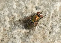 Australian Sheep Blow Fly thumbnail 1