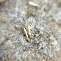 Mexican Muhly thumbnail 1