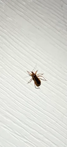 Oncerotrachelus acuminatus