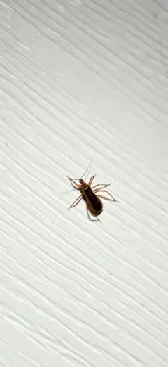 Oncerotrachelus acuminatus thumbnail 1