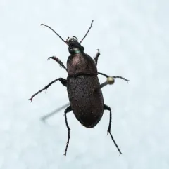 Brown Chlaenius Carabid thumbnail 4
