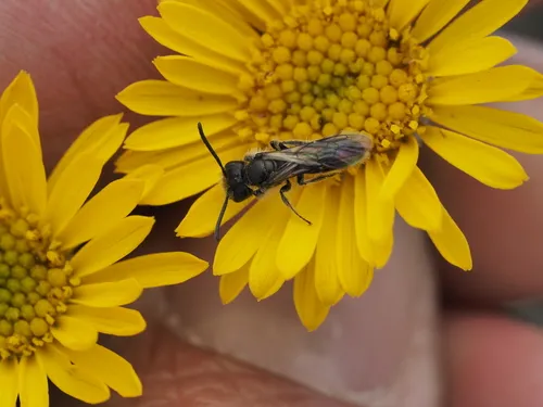 Black-tipped Miner Bee