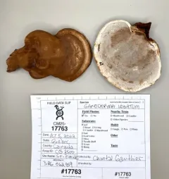 Ganoderma lobatum thumbnail 2