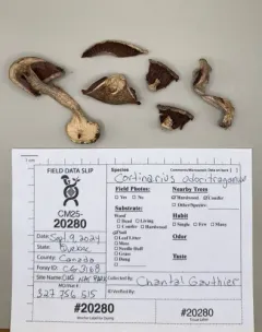 Cortinarius odoritraganus thumbnail 2