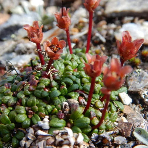 Alaskan pincushion plant
